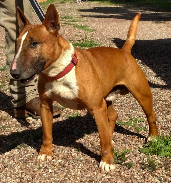 bull terrier working