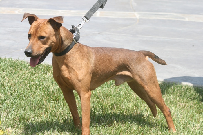 pitbull lurcher