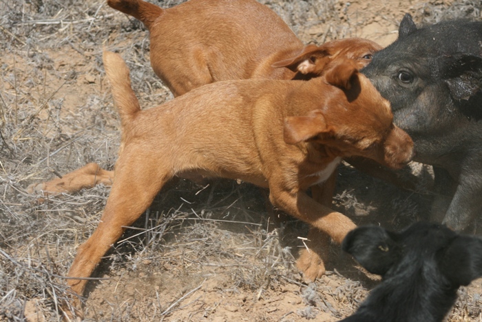 red fell terrier for sale