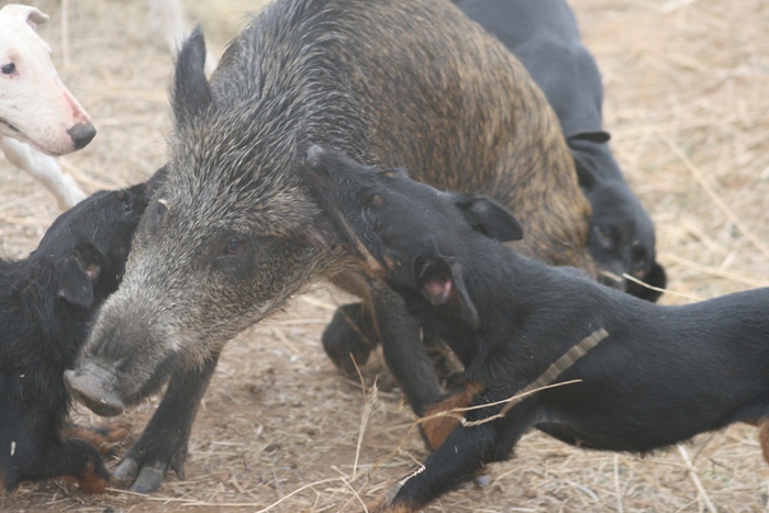 jagdterrier hog hunting